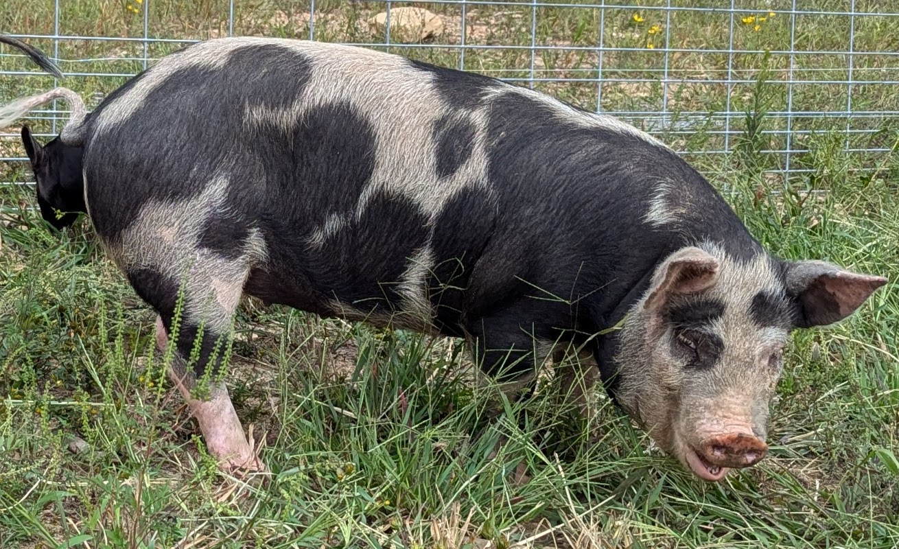 Pigs