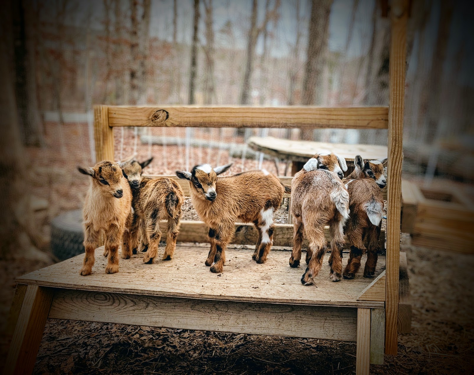 Goats