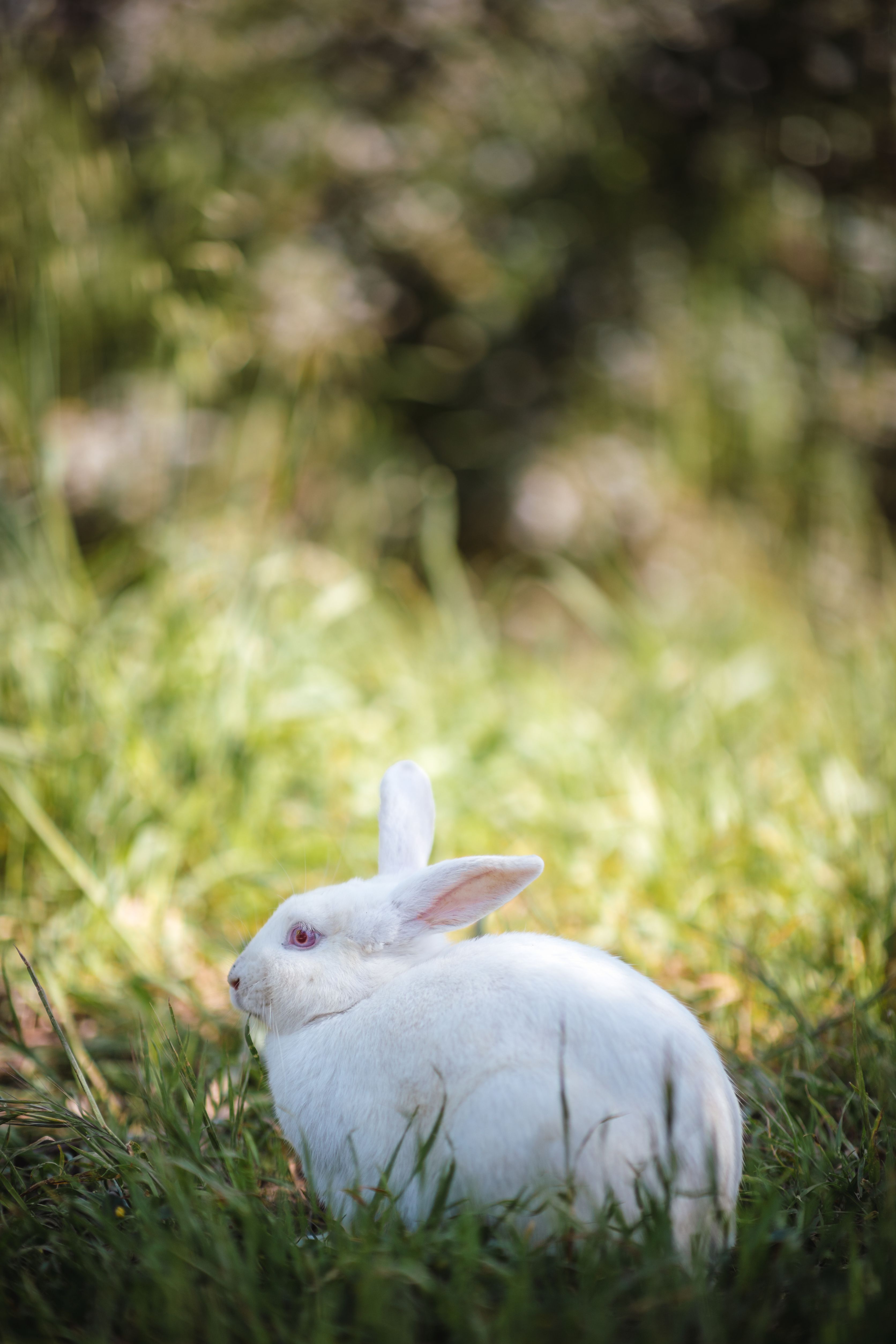 Rabbit (New Zealand)