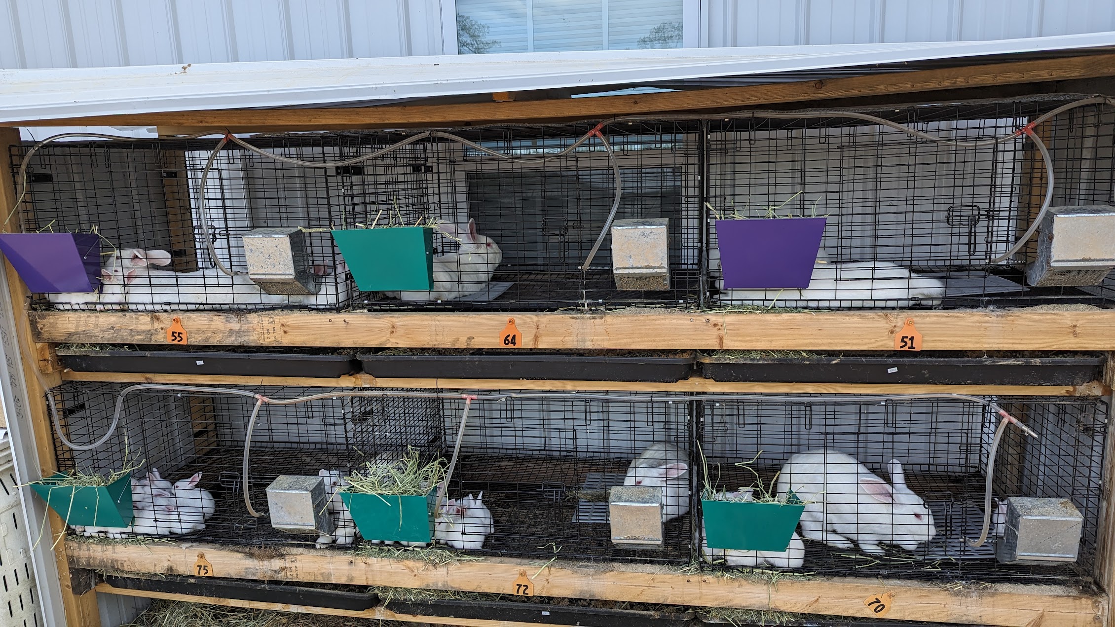 Rabbits